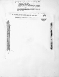 Calophoma complanata image